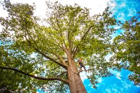 Palestine, TX Tree Services Company