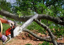 Best Pest Control for Lawns  in Palestine, TX