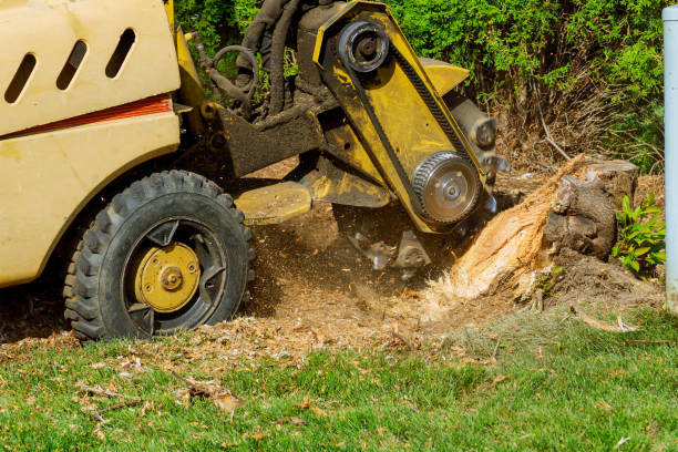 Lawn Renovation and Restoration in Palestine, TX