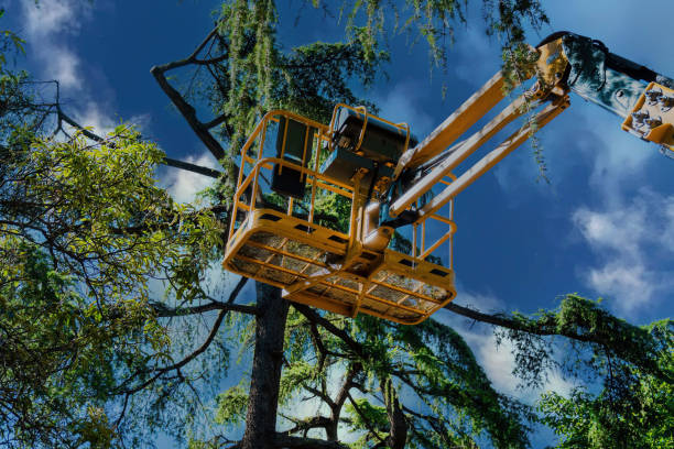 Best Hazardous Tree Removal  in Palestine, TX