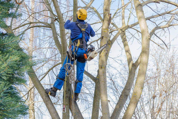 How Our Tree Care Process Works  in  Palestine, TX