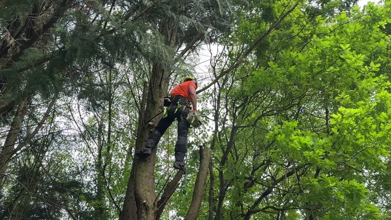 Best Tree Preservation Services  in Palestine, TX