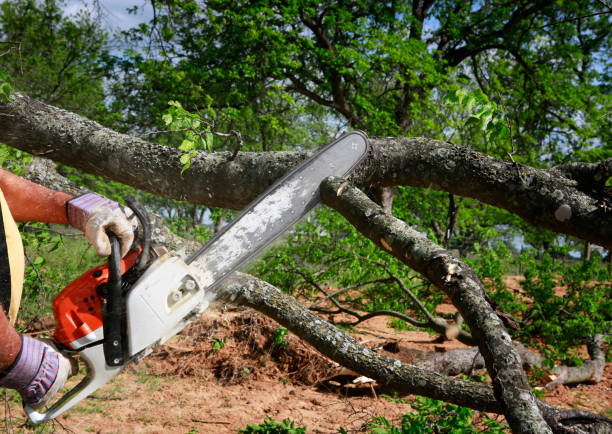 Mulching Services in Palestine, TX